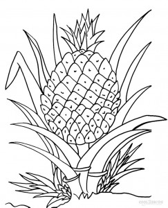 Printable Pineapple Coloring Pages For Kids Cool2bKids