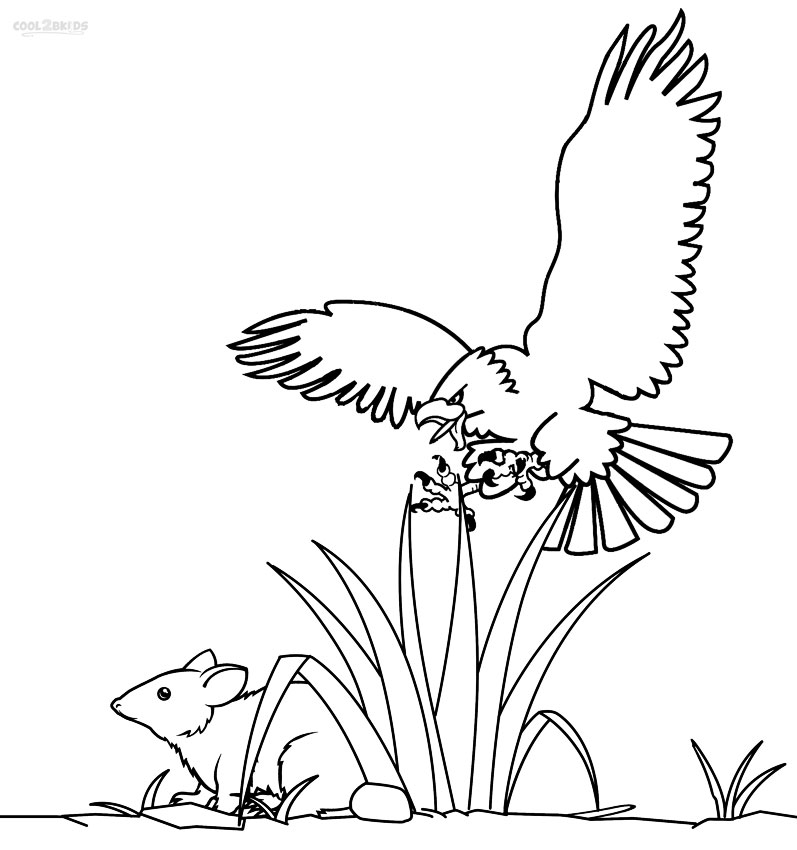 eagles coloring pages for kids - photo #30