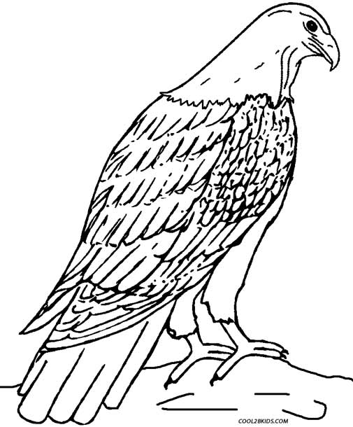 baby eagle coloring pages - photo #12