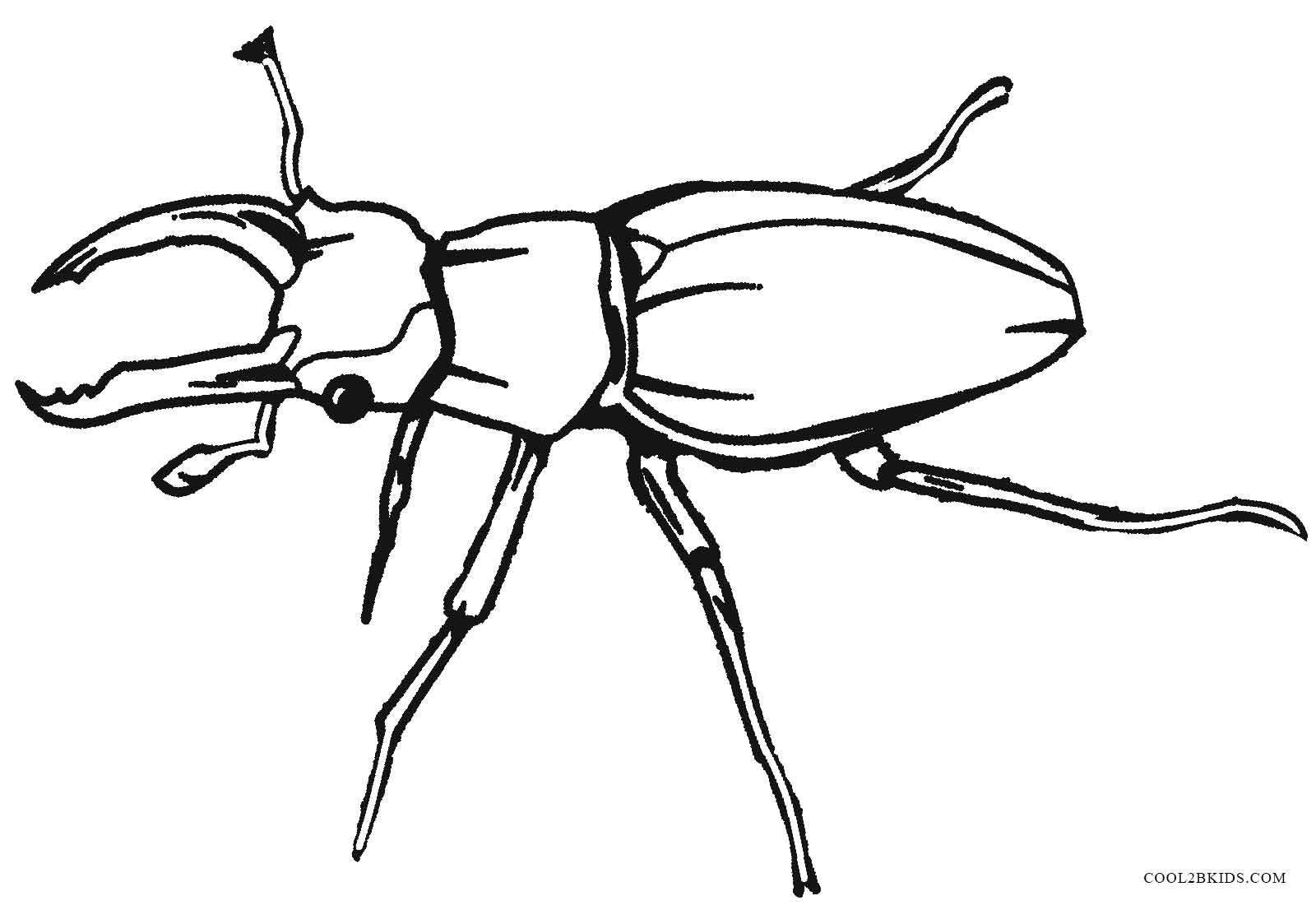 Printable Bug Coloring Pages For Kids  Cool2bKids