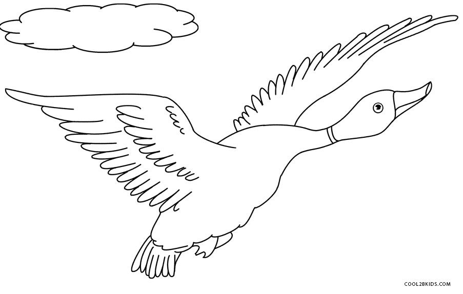 mallard duck coloring pages - photo #35