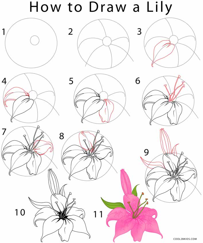 How to Draw a Lily (Step by Step Pictures) | Cool2bKids