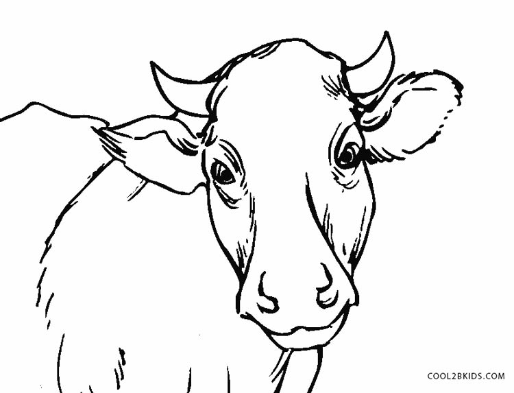 Free Printable Cow Coloring Pages For Kids Cool2bKids