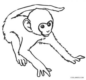 rain forest coloring pages spider monkey - photo #33