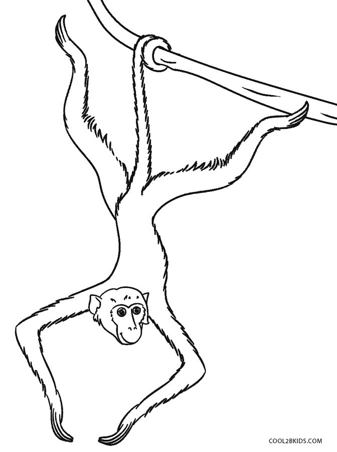rain forest coloring pages spider monkey - photo #49
