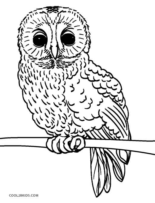 Gambar Free Printable Owl Coloring Pages Kids Cool2bkids Baby Owls Di 
