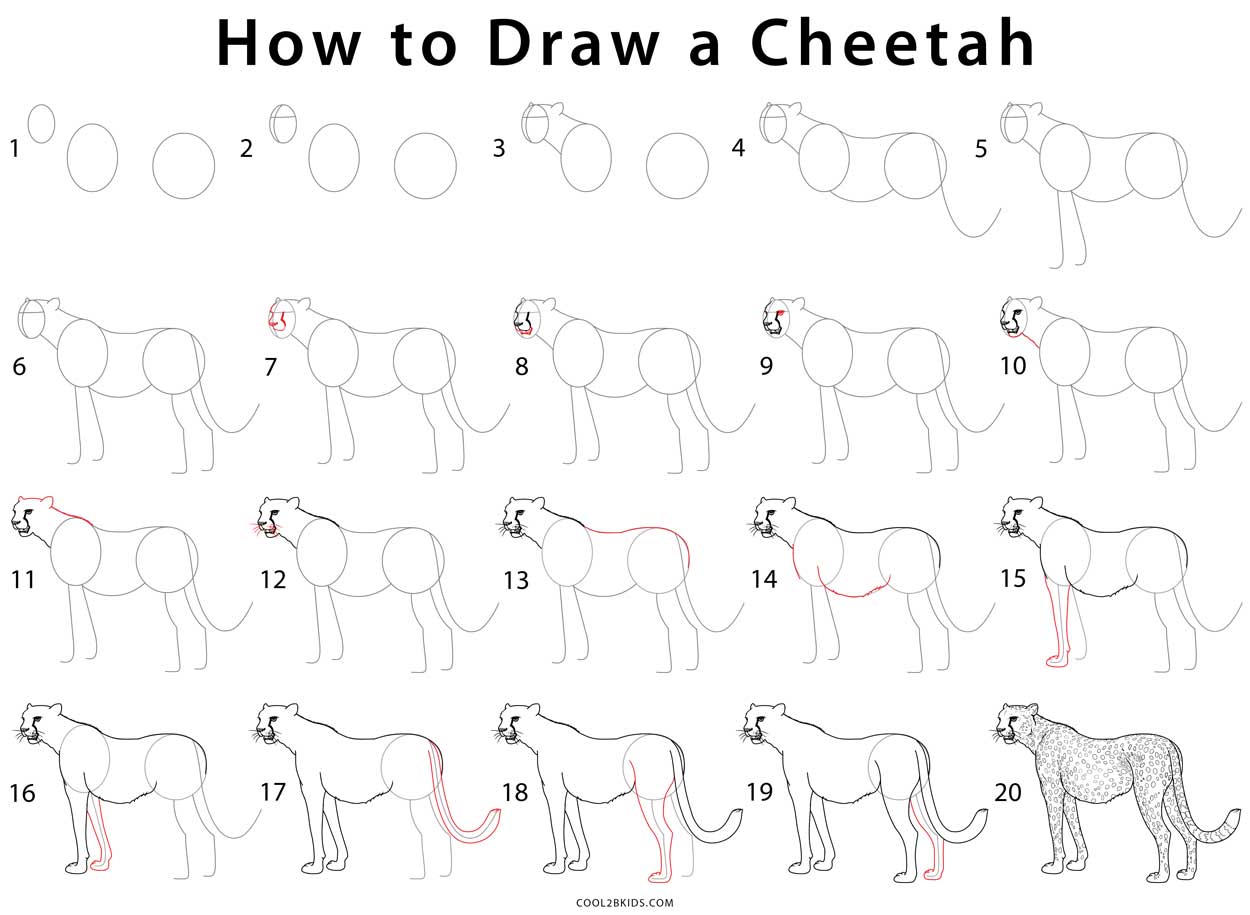 How to Draw a Cheetah Step by Step Pictures Cool2bKids