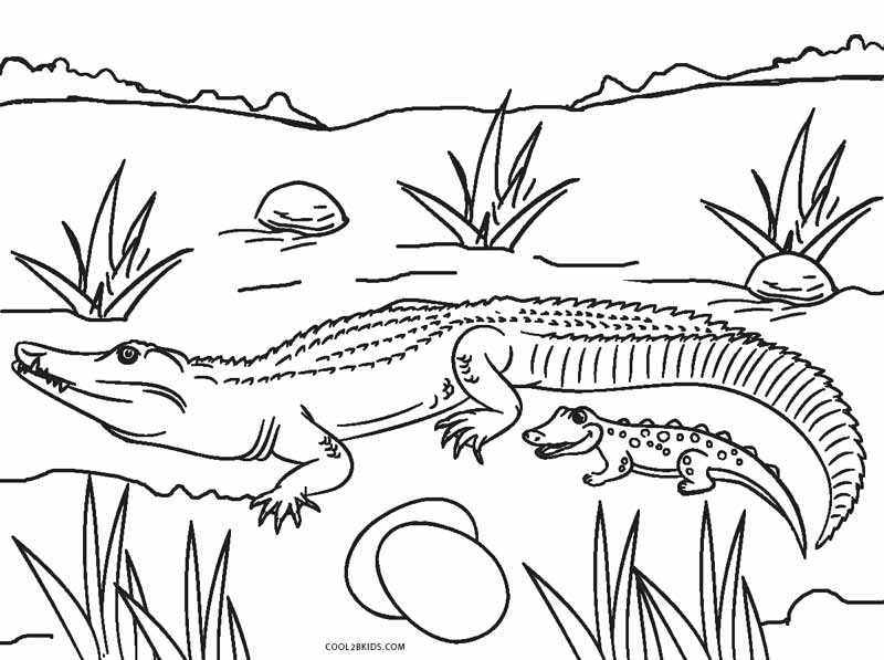 Free Printable Alligator Coloring Pages For Kids | Cool2bKids