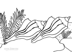 Seashell Coloring Pages Preschool