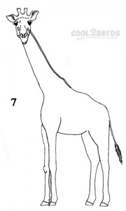 How To Draw a Giraffe Step 7