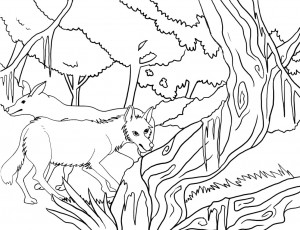 Coloring Pages of Coyote