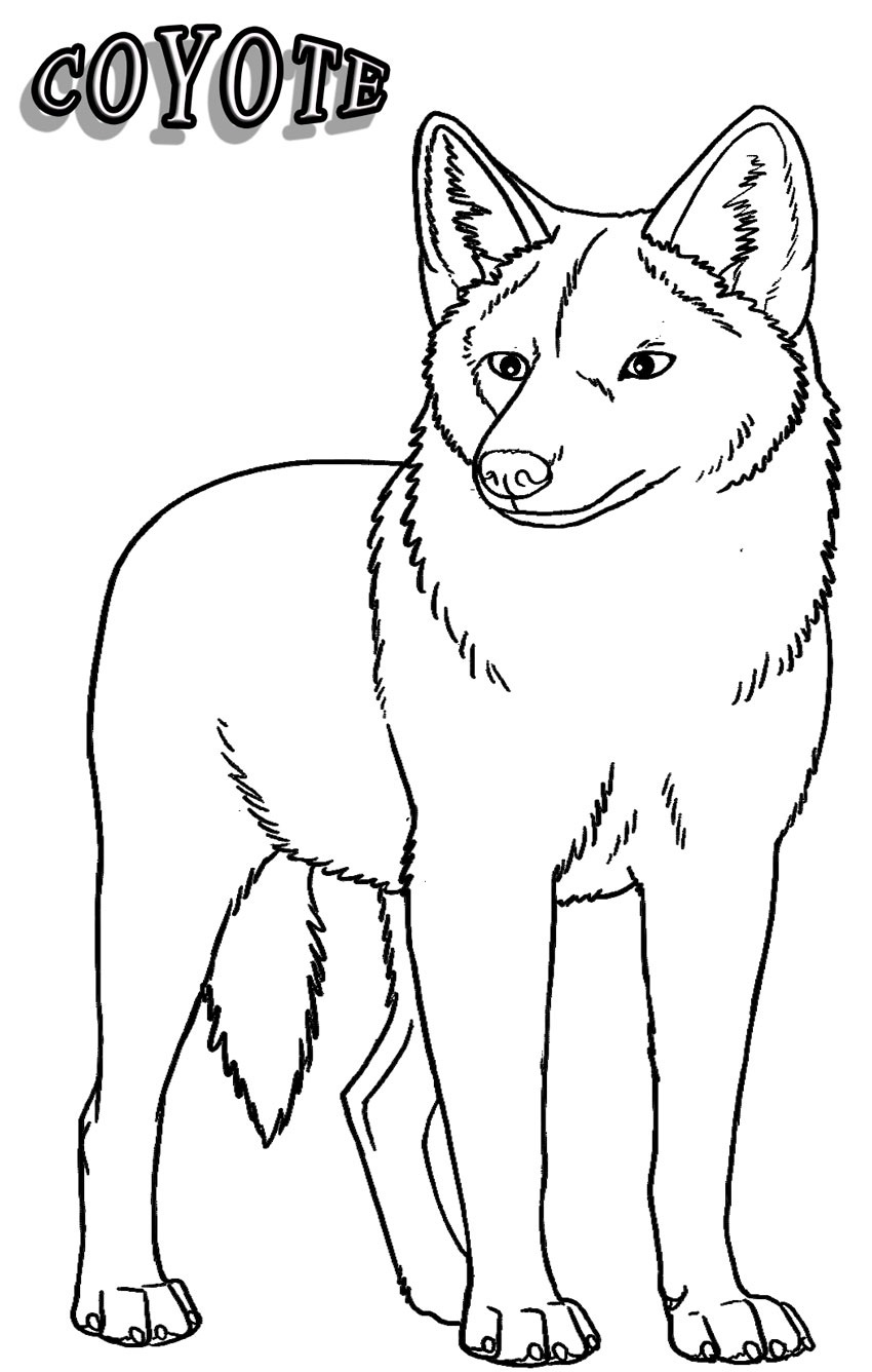 Printable Coyote Coloring Pages For Kids