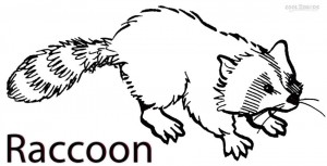 Raccoon Coloring Page