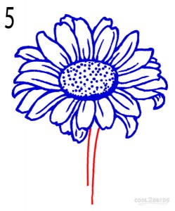 How to Draw a Sunflower Step 5