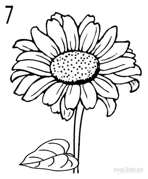 How To Draw A Sunflower Step By Step Pictures