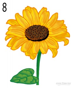 How to Draw a Sunflower Step 8