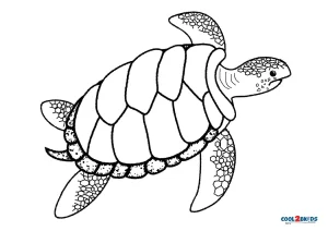 Printable Sea Turtle Coloring Pages For Kids