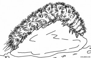 Wooly Bear Caterpillar Coloring Pages