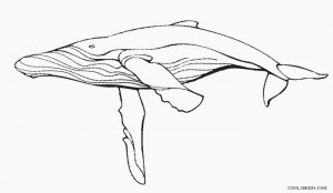 Humpback Whale Coloring Page