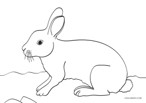 arctic hare coloring pages