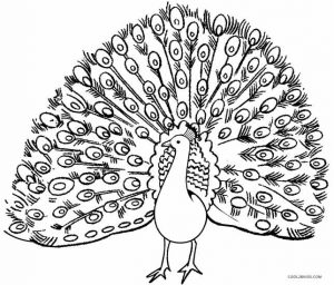 Peacock Coloring Page