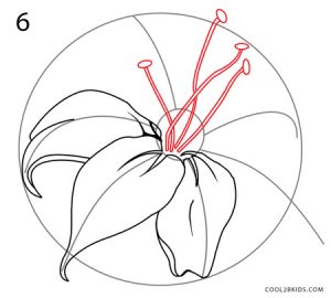 How to Draw a Lily Step 6