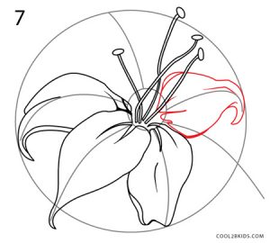 How to Draw a Lily Step 7