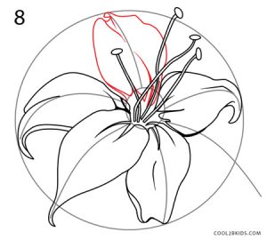 How to Draw a Lily Step 8