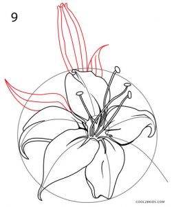 How to Draw a Lily Step 9