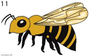 How to Draw a Bee Step 11