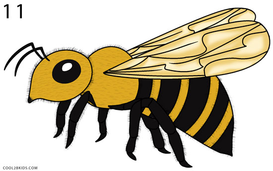 How to Draw a Bee (Step by Step Pictures)