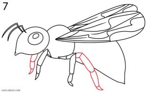 How to Draw a Bee Step 7