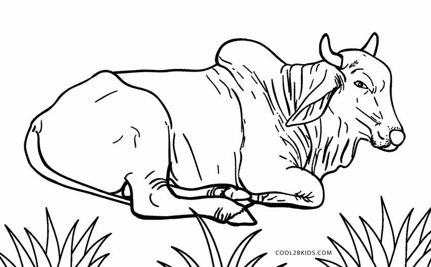 Free Printable Cow Coloring Pages For Kids