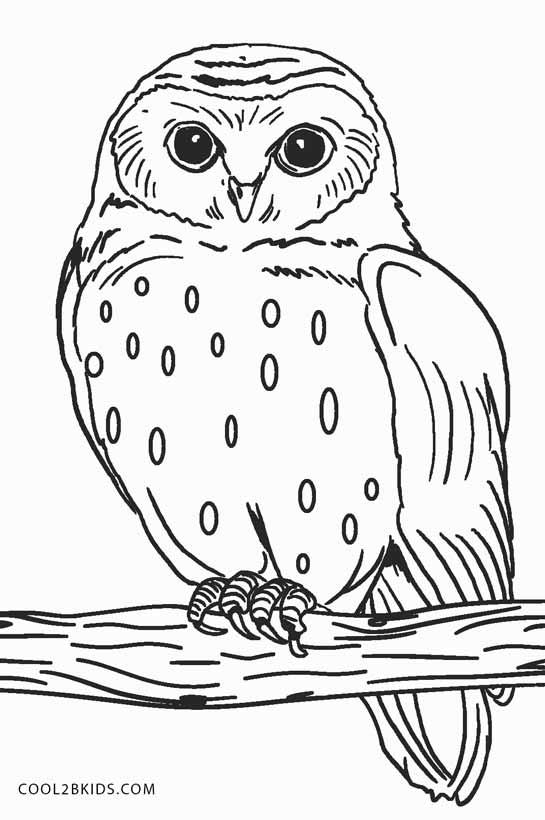 Owl Coloring Printable