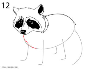 How to Draw a Raccoon (Step by Step Pictures)