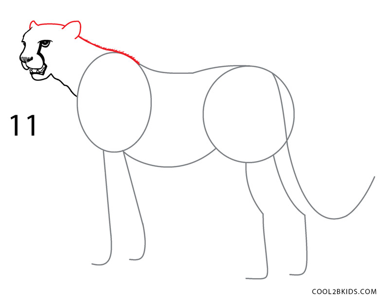 How to Draw a Cheetah Step by Step Pictures
