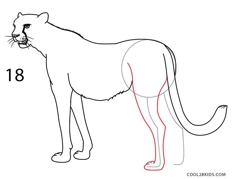 How to Draw a Cheetah (Step by Step Pictures)