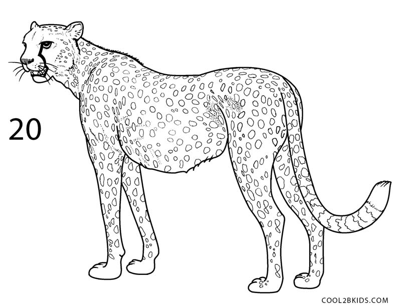 How to Draw a Cheetah (Step by Step Pictures)