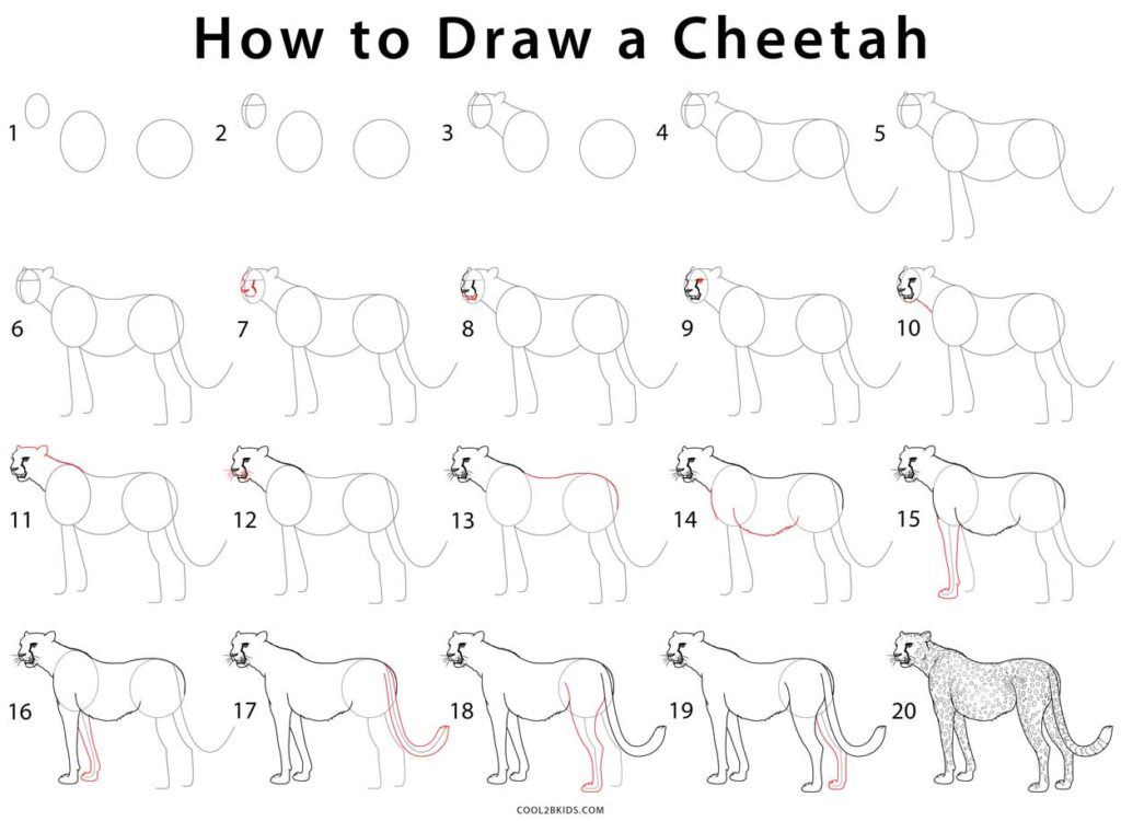  How to Draw  a Cheetah Step  by Step  Pictures 