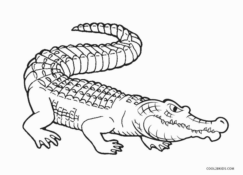 Free Printable Alligator Coloring Pages For Kids