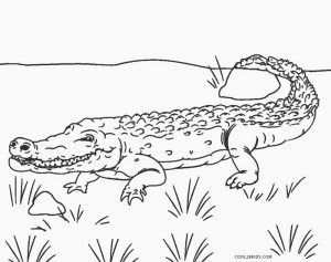 Free Printable Alligator Coloring Pages For Kids Cool2bKids