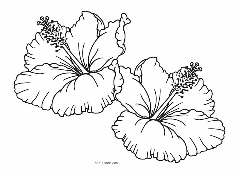 Easy Pretty Flowers Drawing and Coloring for Kids by pimporn  rungratikunthorn