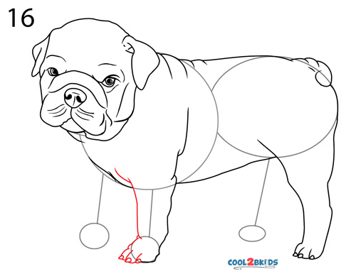 How to Draw a Bulldog (Step by Step Pictures)