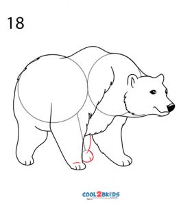 How to Draw a Polar Bear (Step by Step Pictures)