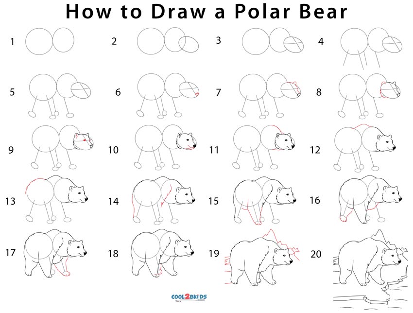 How to Draw a Polar Bear (Step by Step Pictures)