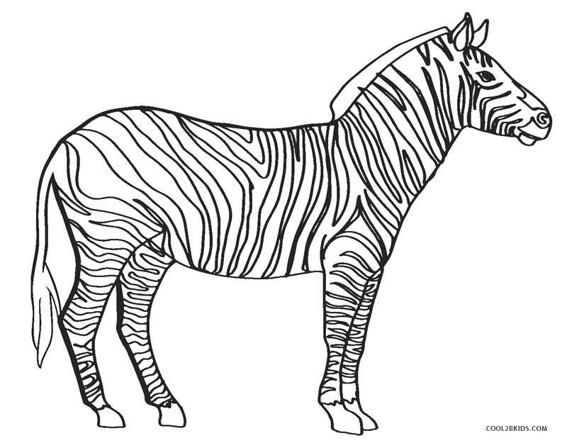 Zebra Coloring Pages Without Stripes