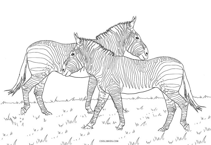 Cute baby zebra coloring pages