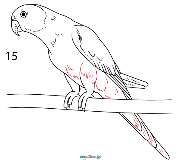 Easy Drawings Of Parrots