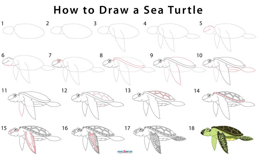 How To Draw A Sea Turtle Step By Step For Beginners