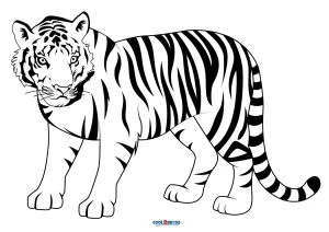 Tiger drawing hires stock photography and images  Alamy